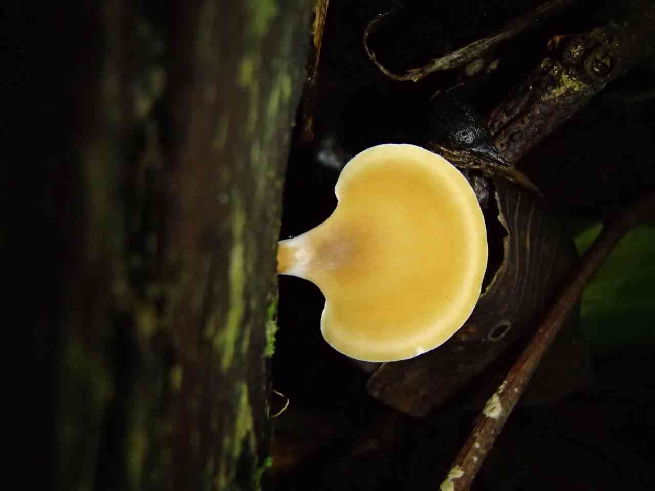 Polyporus leprieurii (Polyporus leprieurii) thumbnail 1