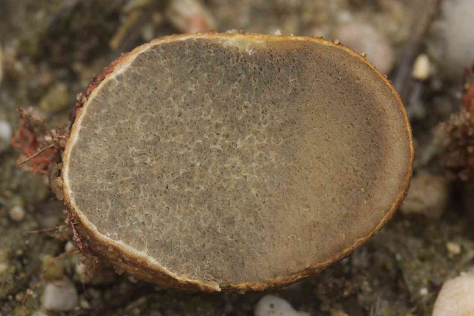 Yellow false truffle (Rhizopogon luteolus) thumbnail 3