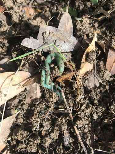 Green earth tongues (Microglossum viride) thumbnail 2