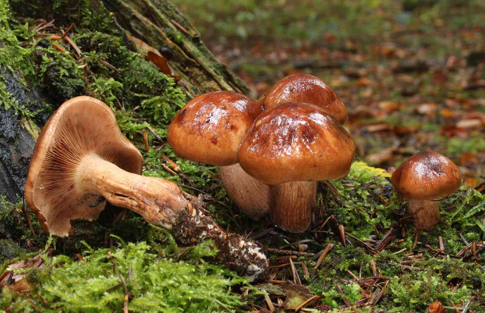 Burnt knight (Tricholoma ustale) thumbnail 3
