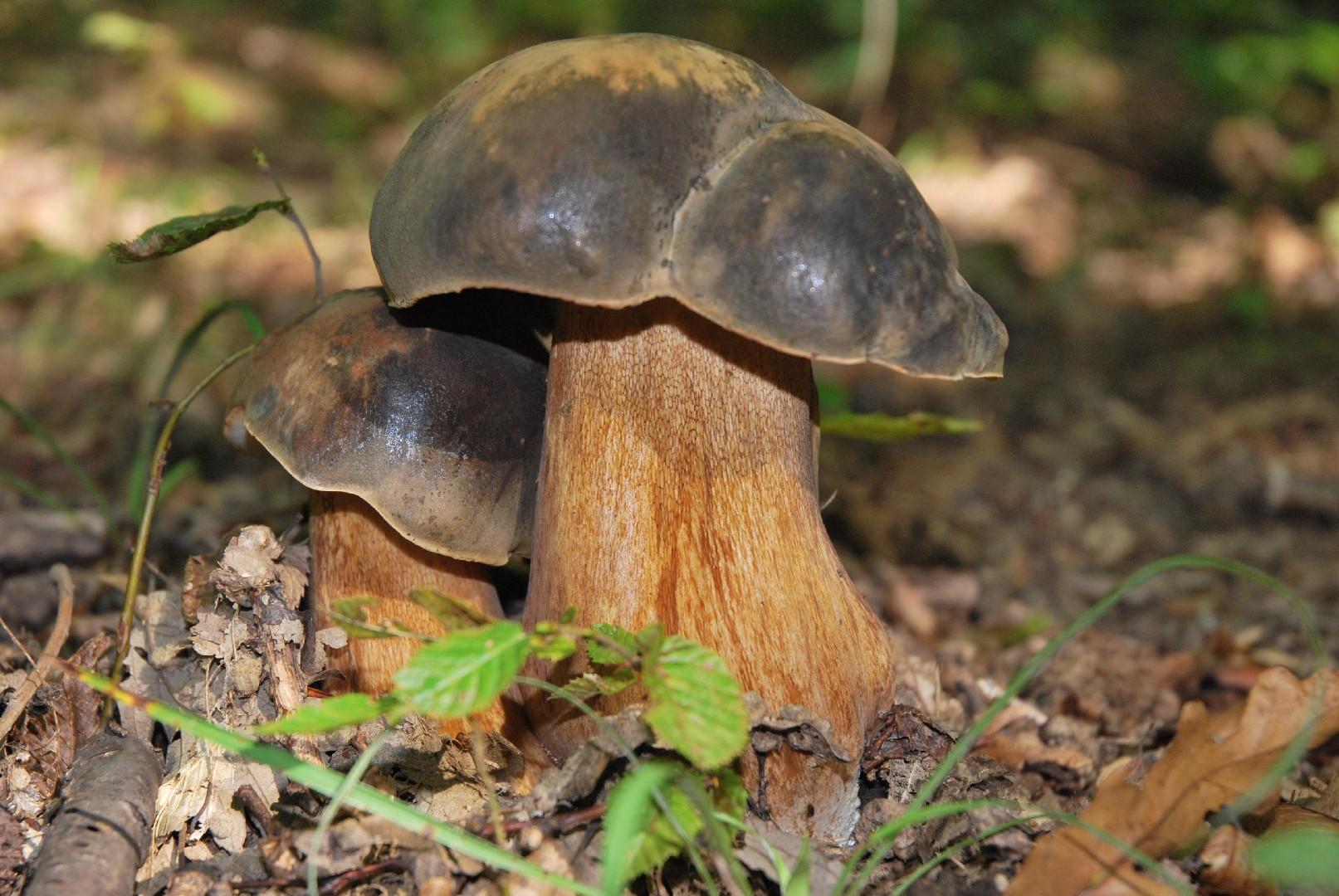 Bronze bolete thumbnail 3