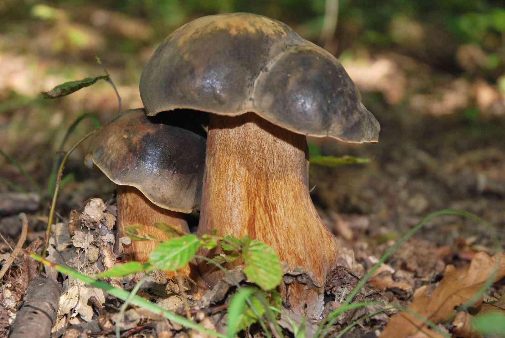 Bronze bolete (Boletus aereus) thumbnail 3