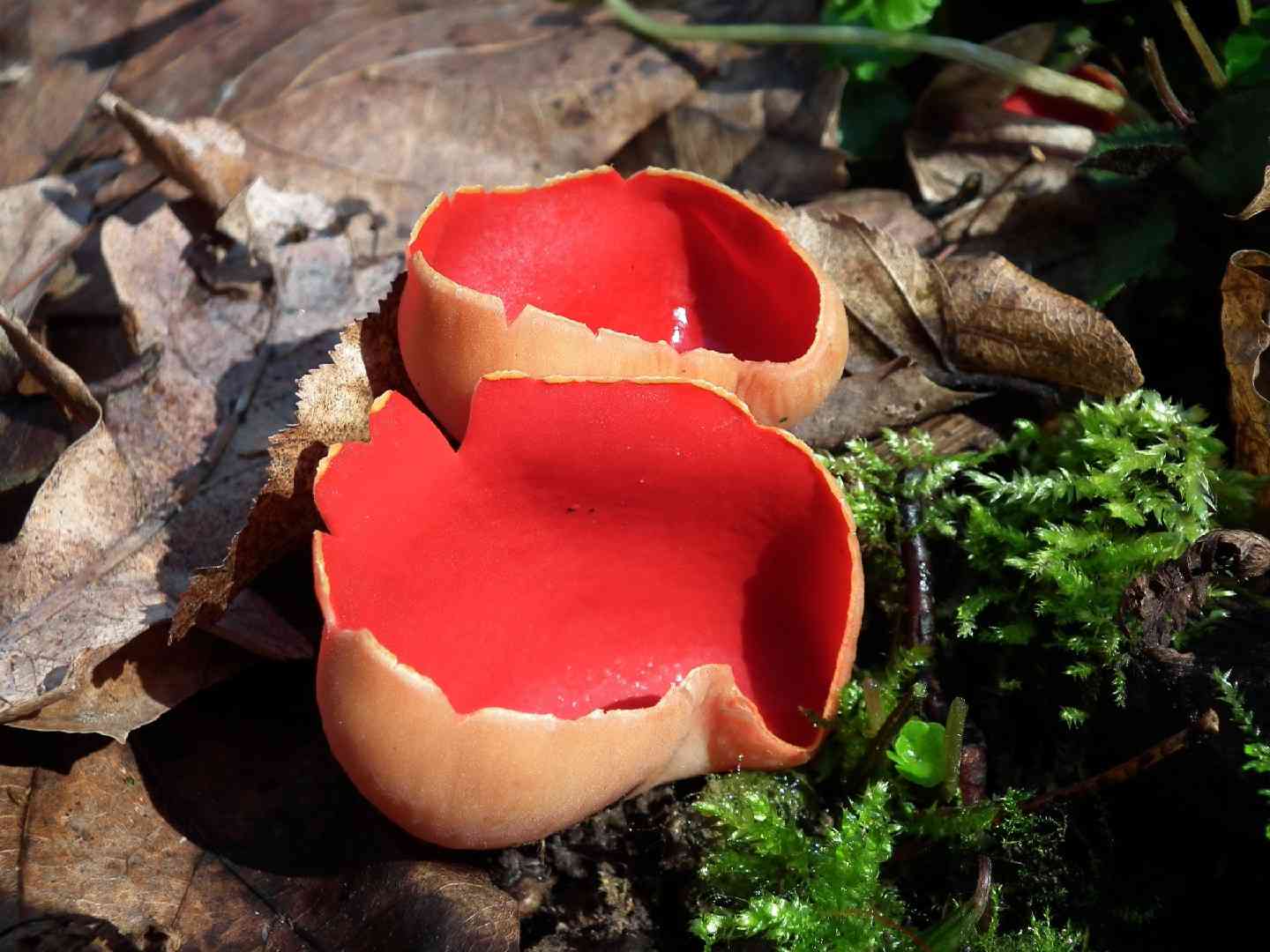Scarlet cup (Sarcoscypha coccinea) thumbnail 1