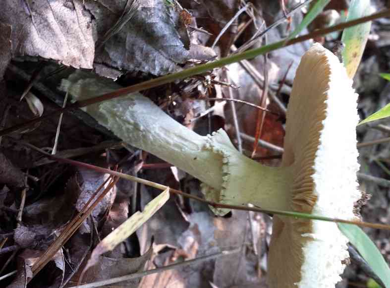Coker's amanita (Amanita cokeri) thumbnail 2