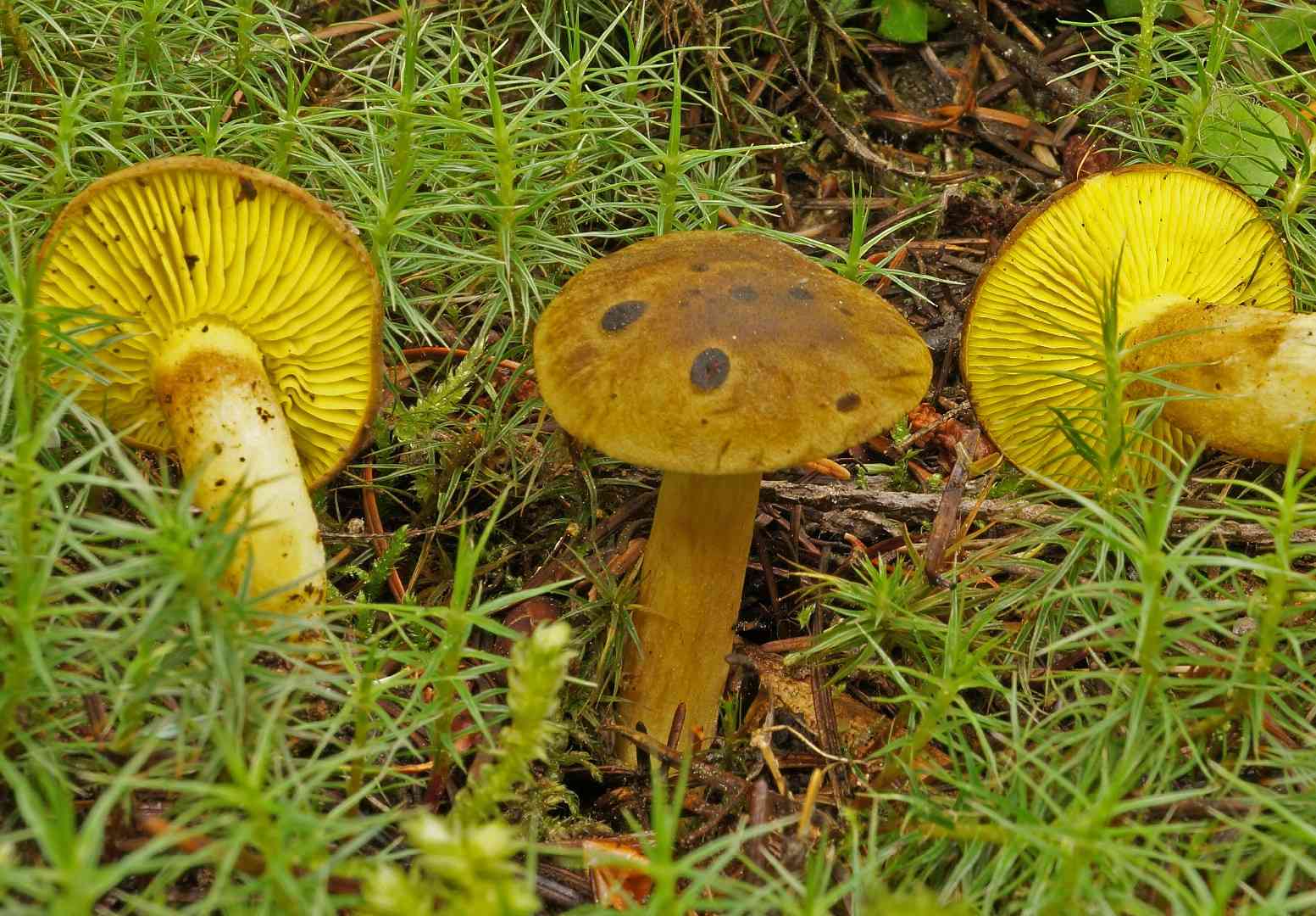 Western gilled bolete