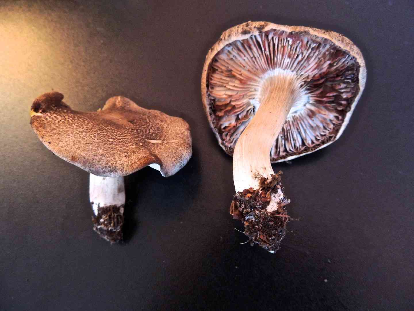 Blushing tricholoma (Tricholoma orirubens) thumbnail 2