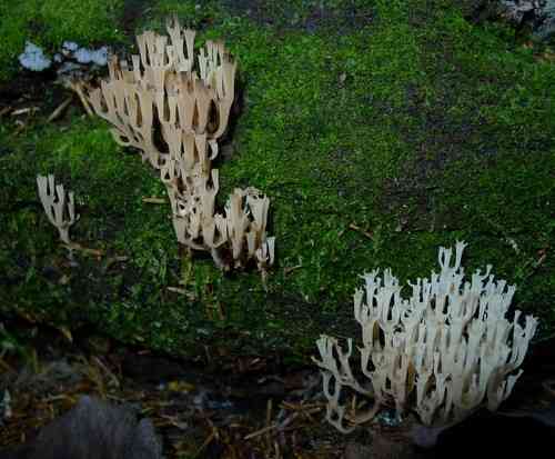Crown-tipped coral (Artomyces pyxidatus) thumbnail 3