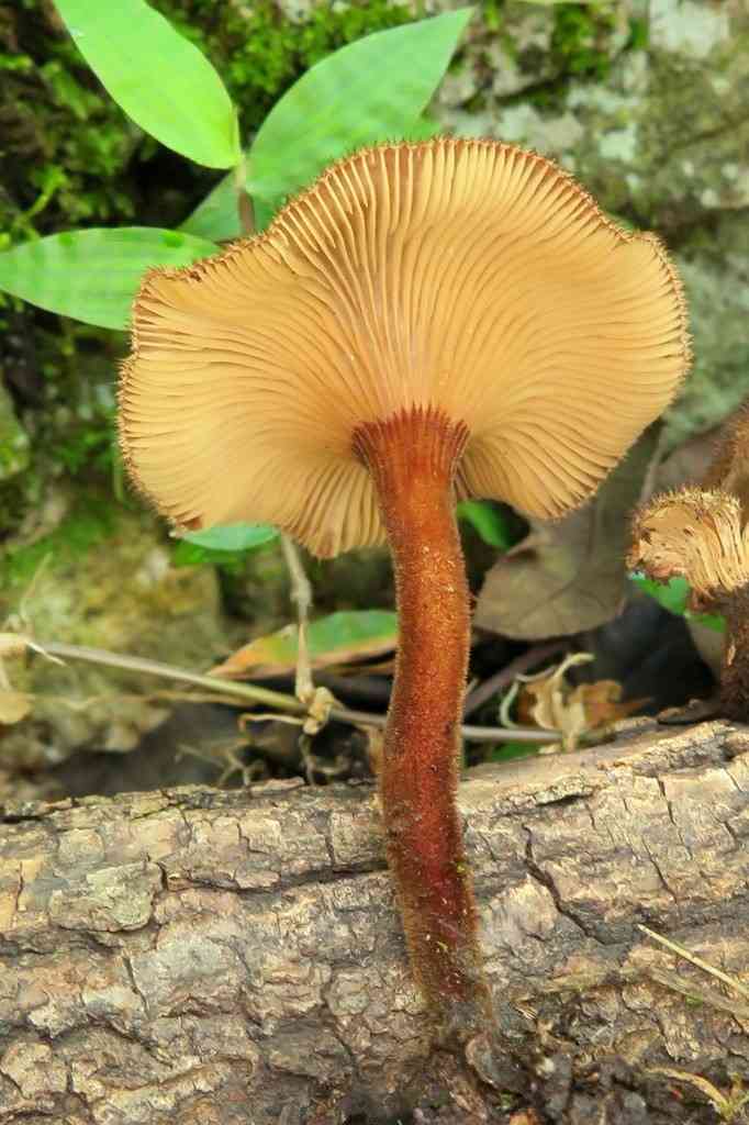Lentinus velutinus (Lentinus velutinus) thumbnail 1