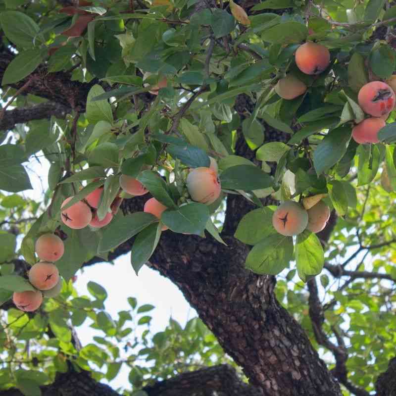 Common Persimmon