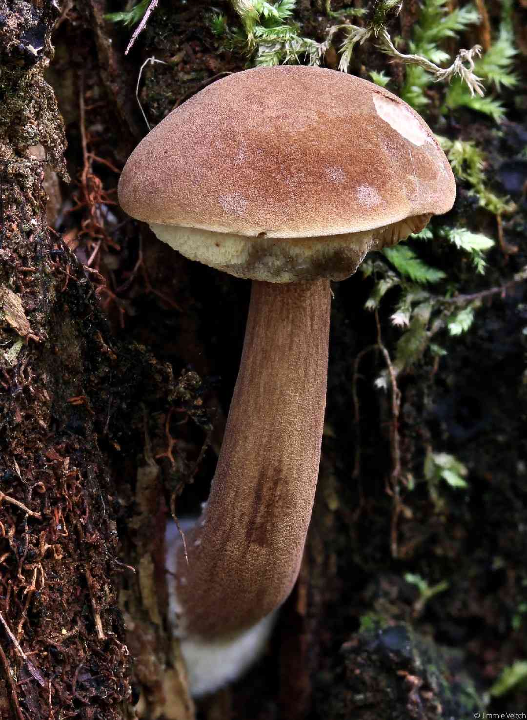 Bay bolete (Imleria badia) thumbnail 3
