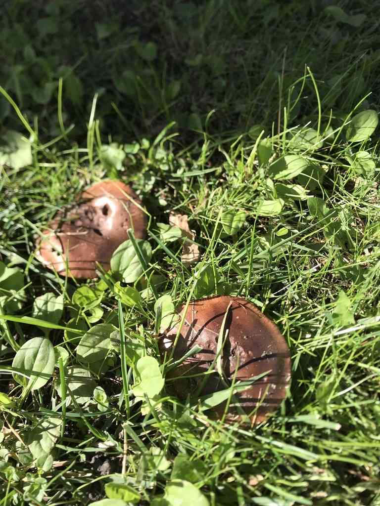 Tricholoma fracticum (Tricholoma fracticum) thumbnail 2