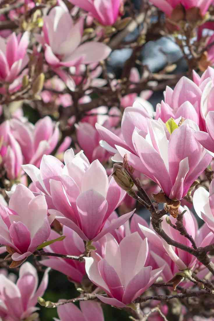 Lily magnolia