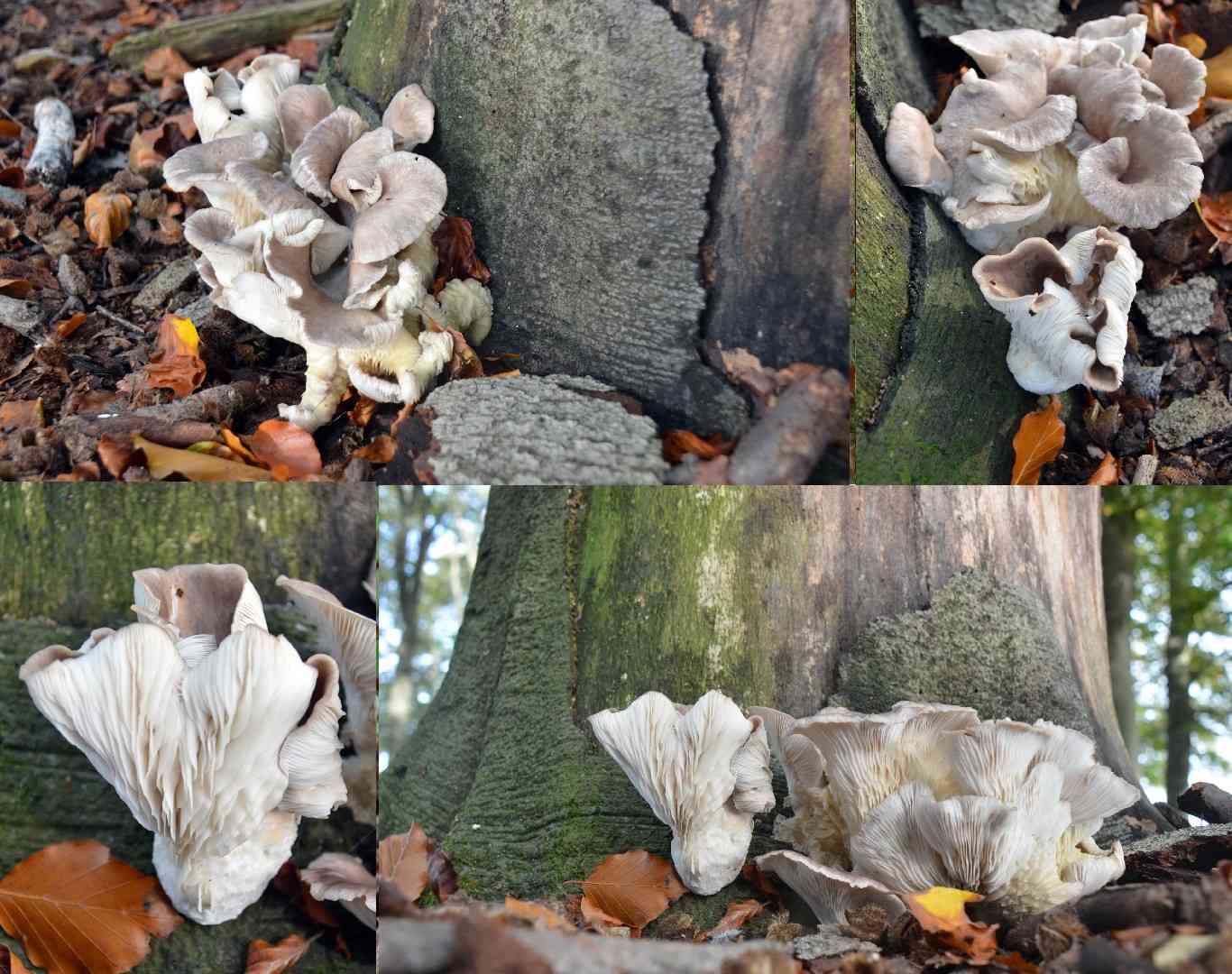 Shoehorn oyster (Hohenbuehelia petaloides) thumbnail 3