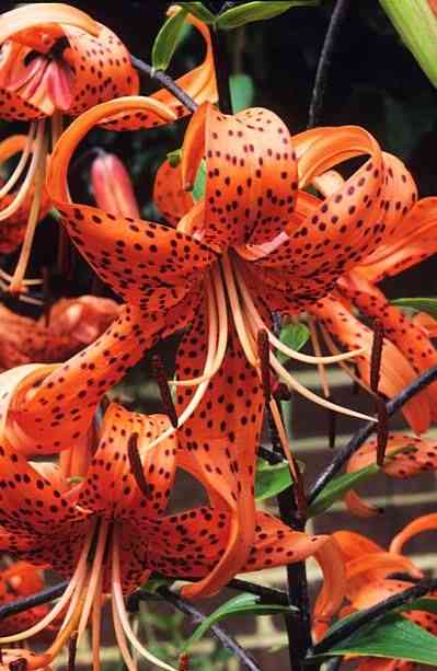 Tiger lily