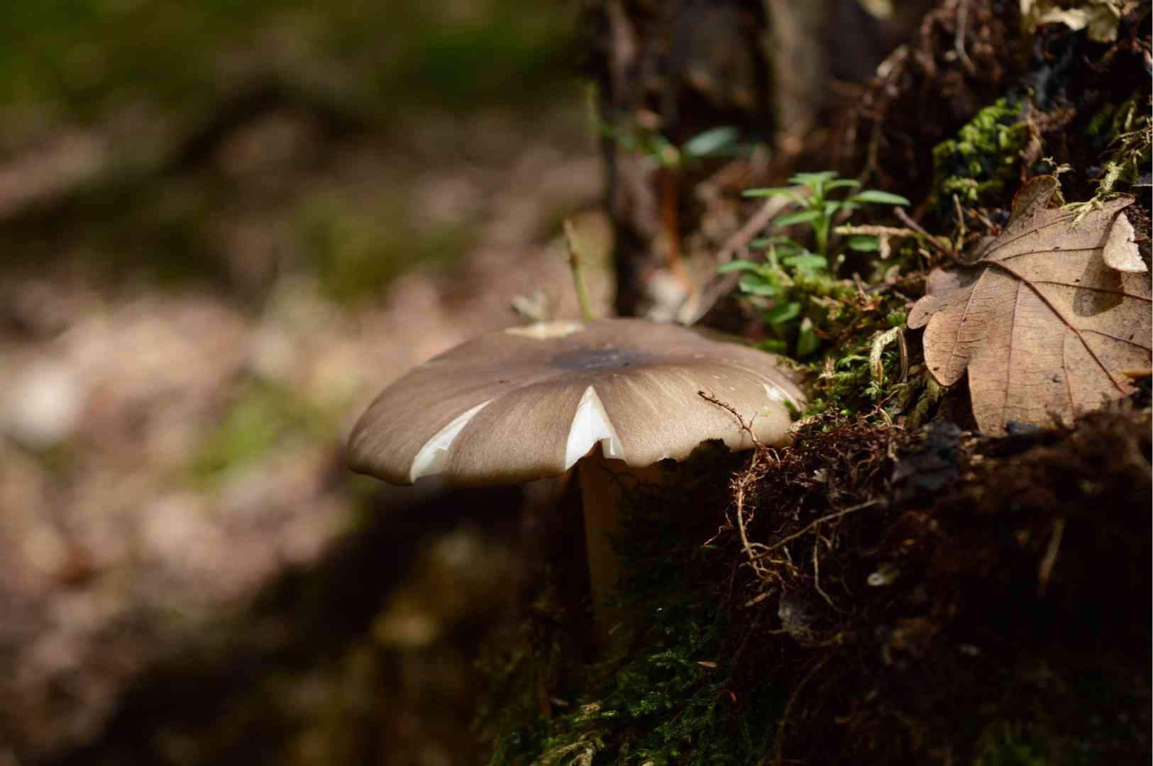 Platterful mushroom