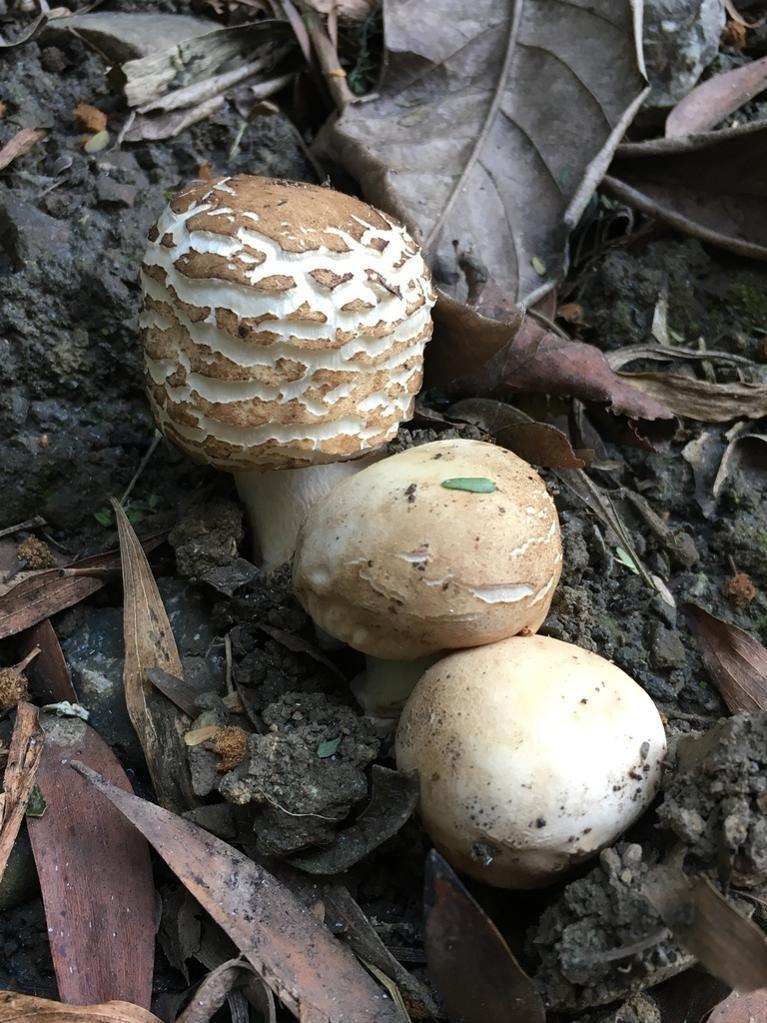Shaggy parasol thumbnail 3