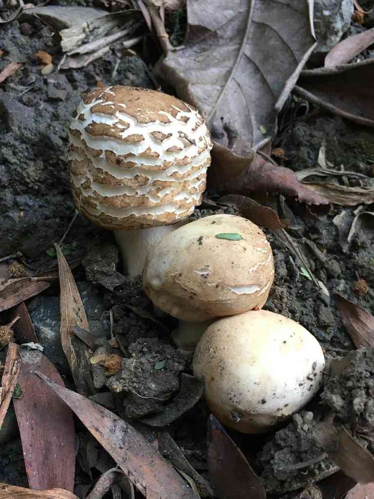 Shaggy parasol (Chlorophyllum brunneum) thumbnail 3
