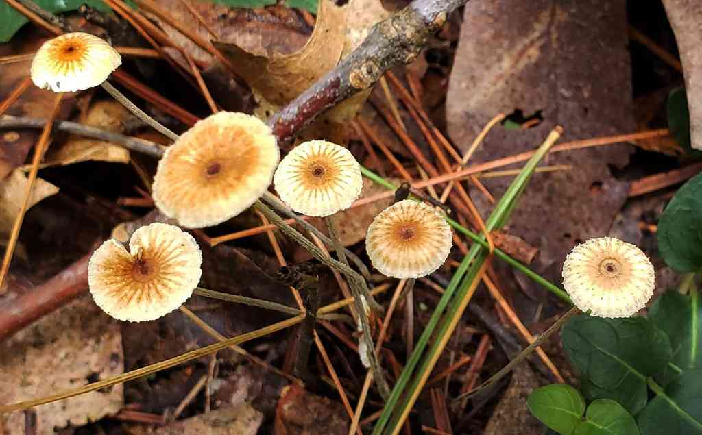 Aoned-cap collybia (Collybia zonata) thumbnail 3