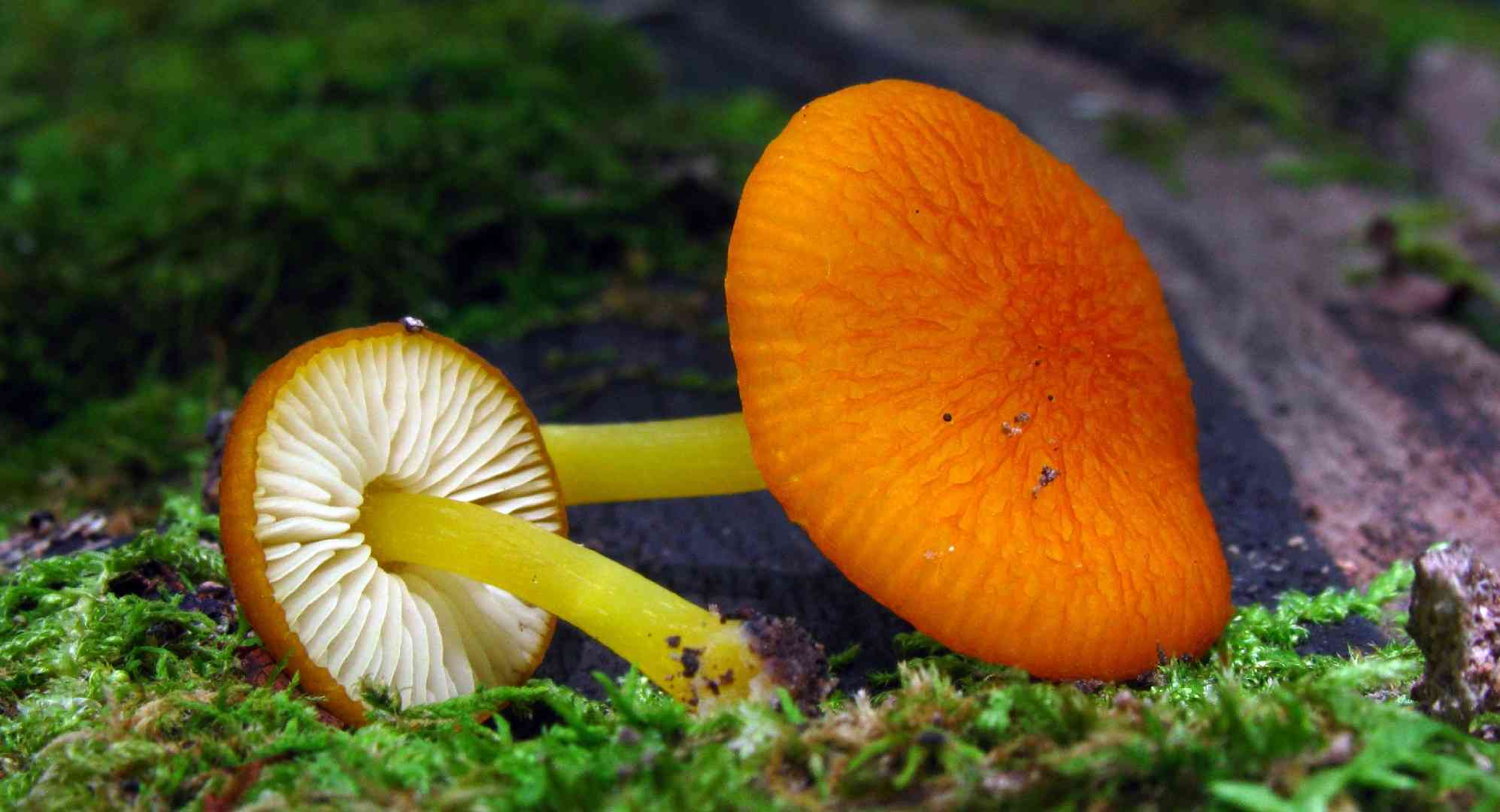 Pluteus admirabilis (Pluteus admirabilis) thumbnail 3