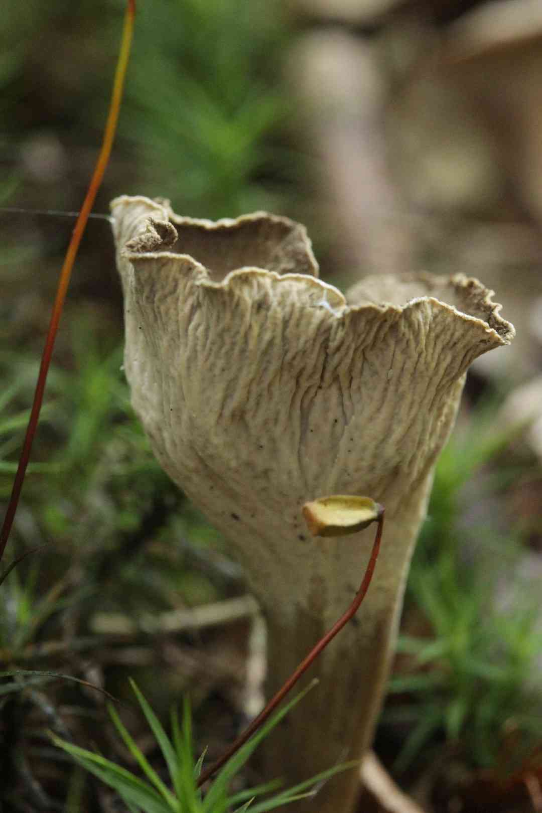 Sinuous chanterelle (Pseudocraterellus undulatus) thumbnail 2