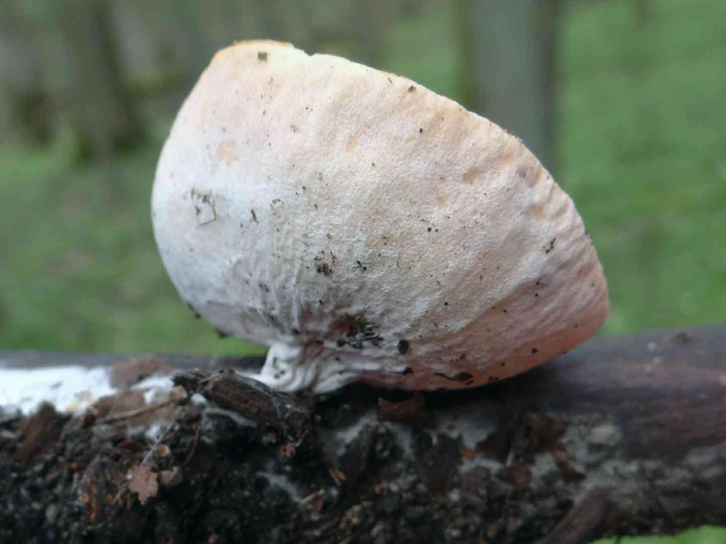 Scarlet cup (Sarcoscypha austriaca) thumbnail 2