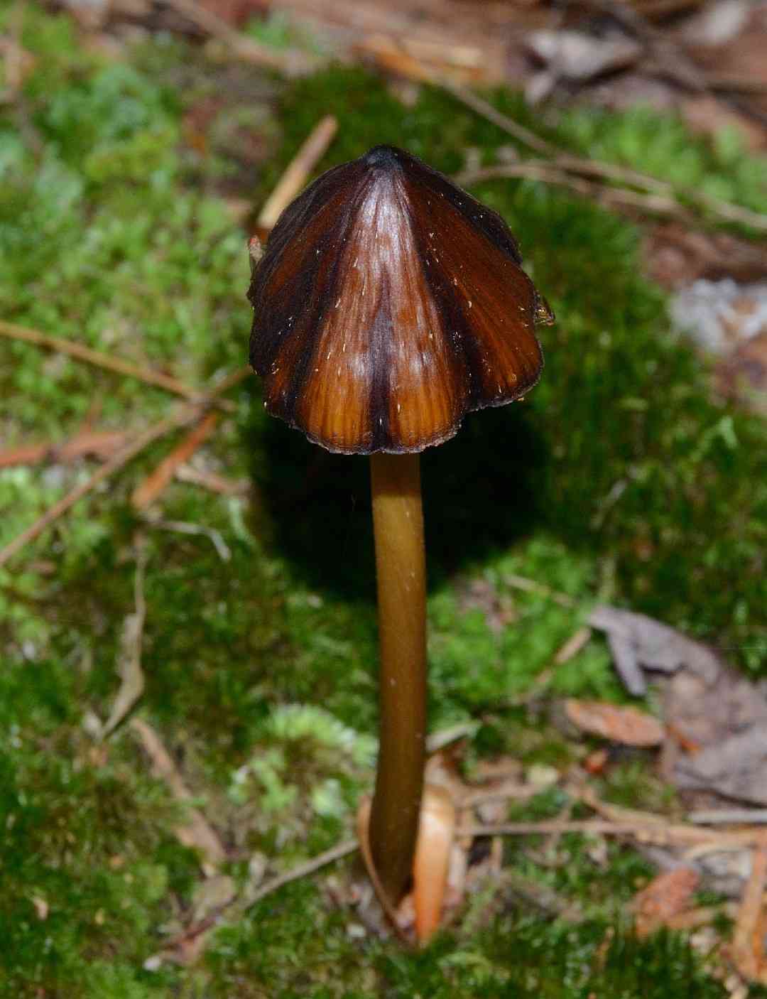Entoloma luteum (Entoloma luteum) thumbnail 2