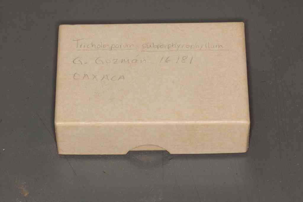Tricholosporum porphyrophyllum (Tricholosporum porphyrophyllum) thumbnail 3