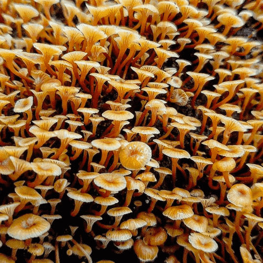 Xeromphalina kauffmanii