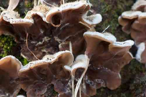Tripe fungus (Auricularia mesenterica) thumbnail 2