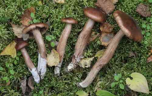 Birch knight (Tricholoma fulvum) thumbnail 2