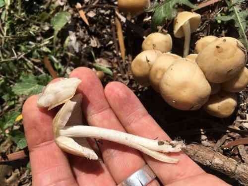 Pale brittlestem (Psathyrella candolleana) thumbnail 3