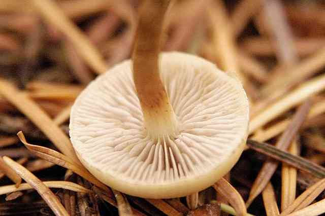 Rooting brownie (Hypholoma radicosum) thumbnail 3