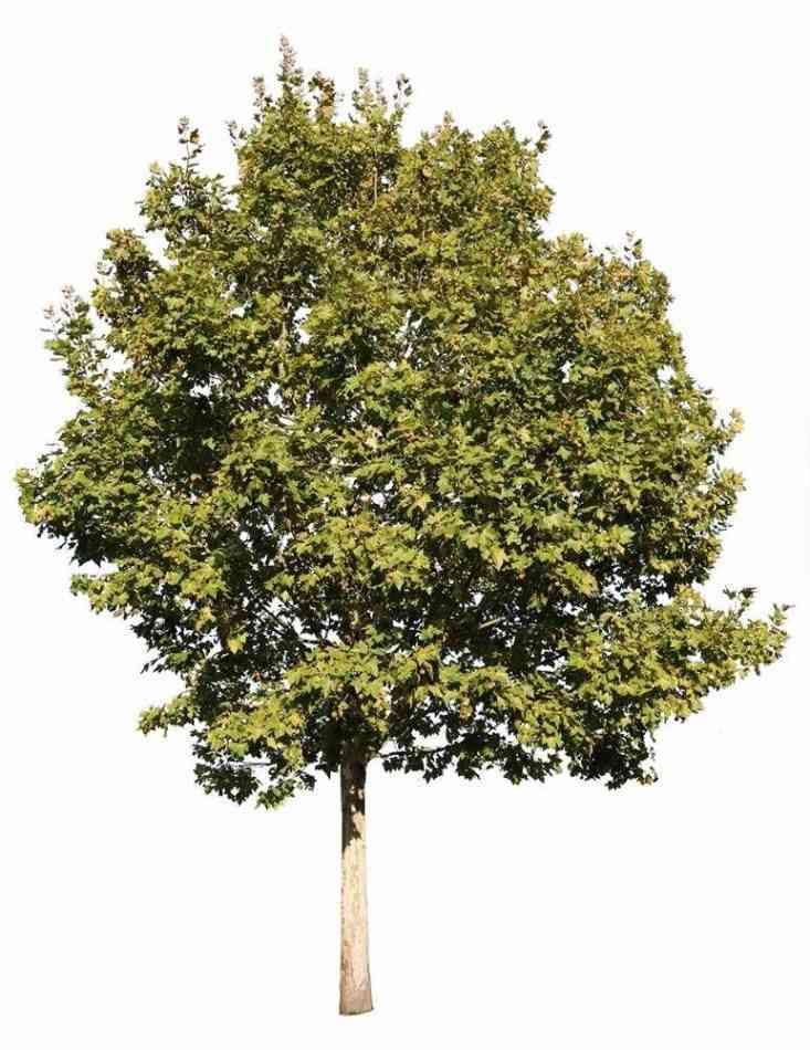 American sycamore
