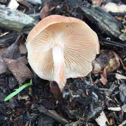 Luxury caps (Gymnopus luxurians) thumbnail 1