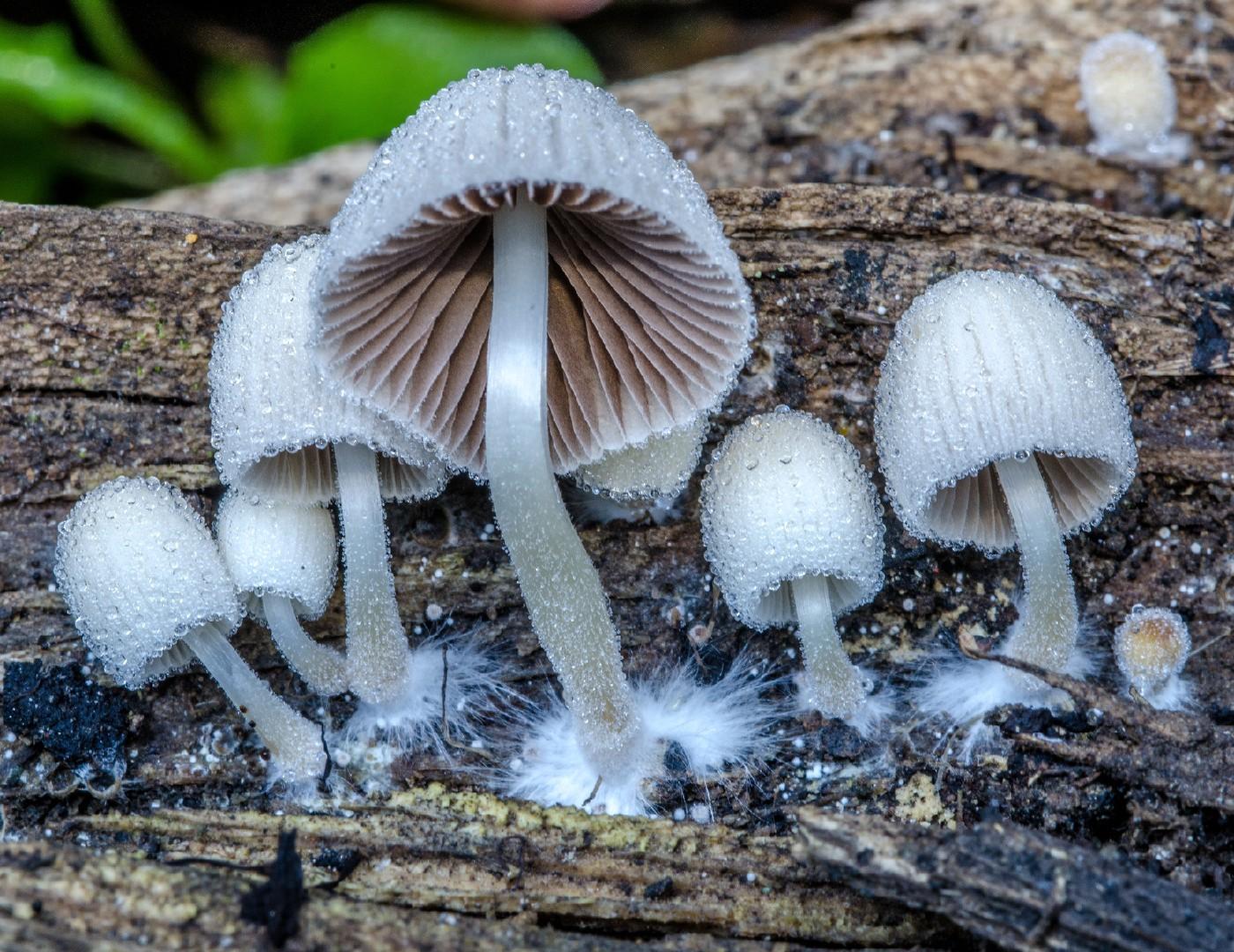 Fairy inkcap