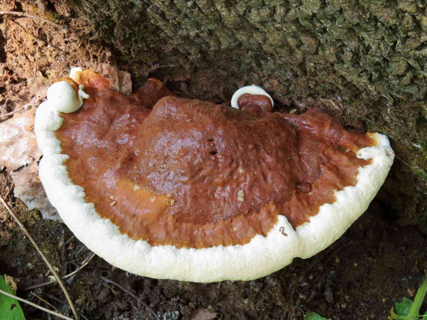 Ganoderma resinaceum (Ganoderma resinaceum) thumbnail 1