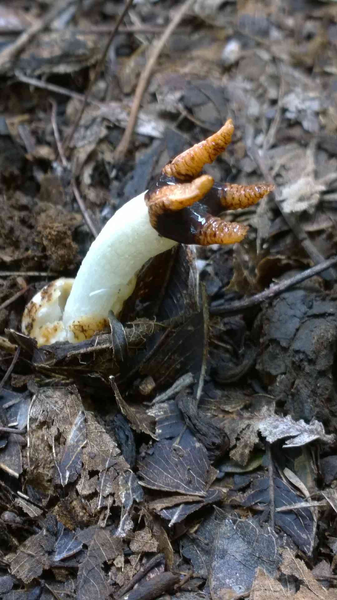 Lizard's-claw stinkhorn (Lysurus cruciatus) thumbnail 3