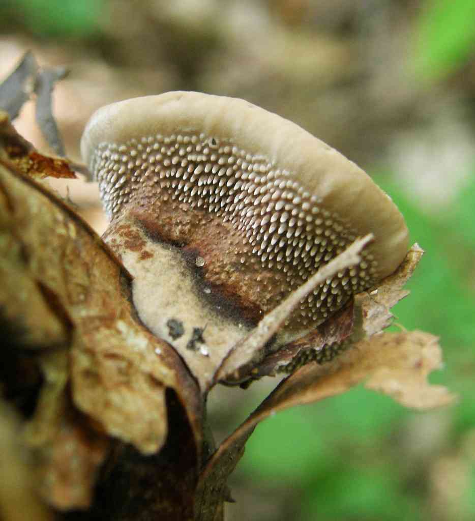 Velvet tooth (Hydnellum spongiosipes) thumbnail 2