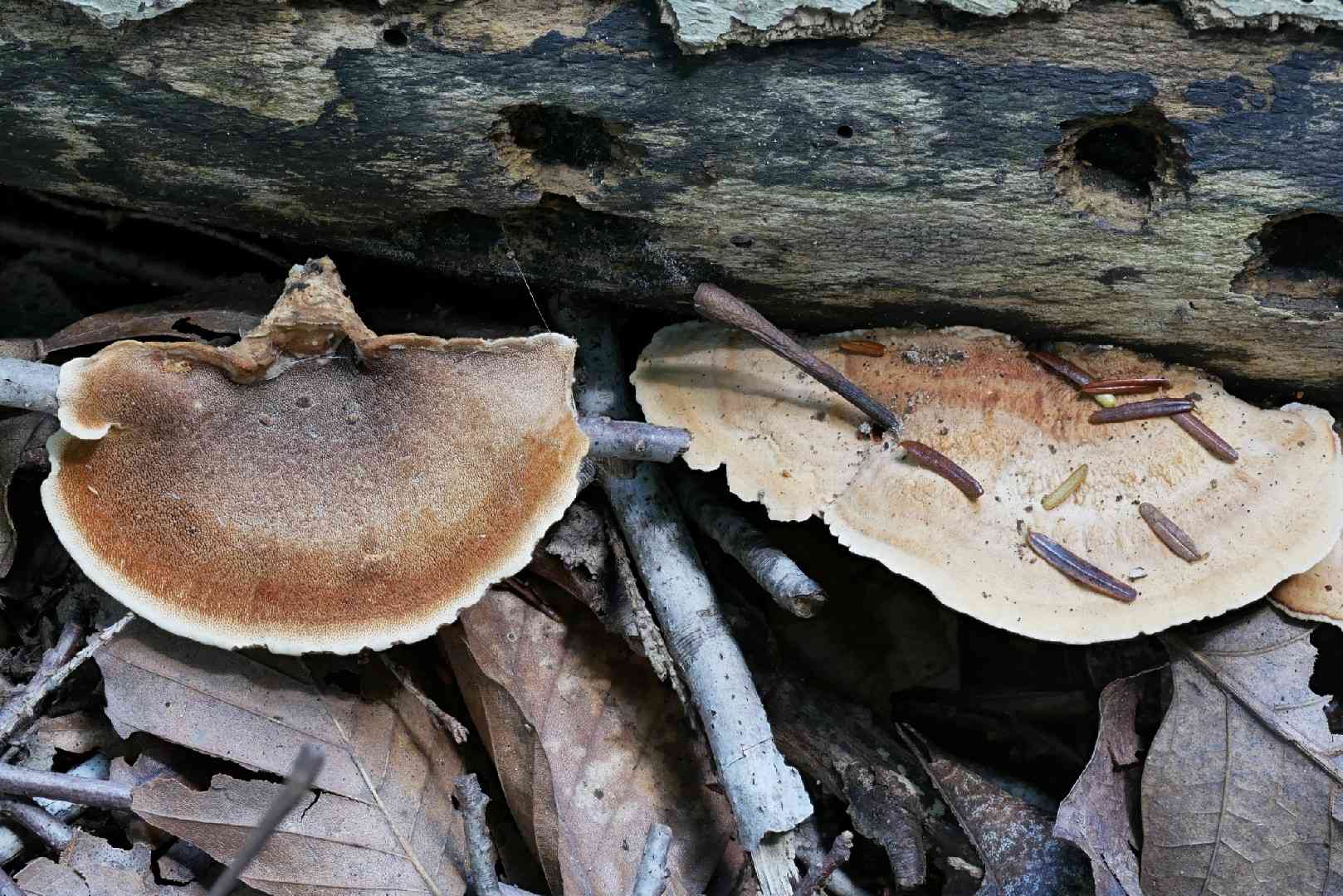 Steccherinum rawakense (Steccherinum rawakense) thumbnail 3