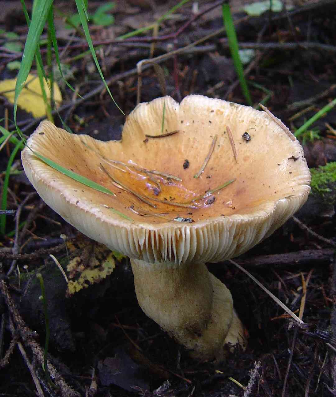 Russet brittlegill (Russula mustelina) thumbnail 3
