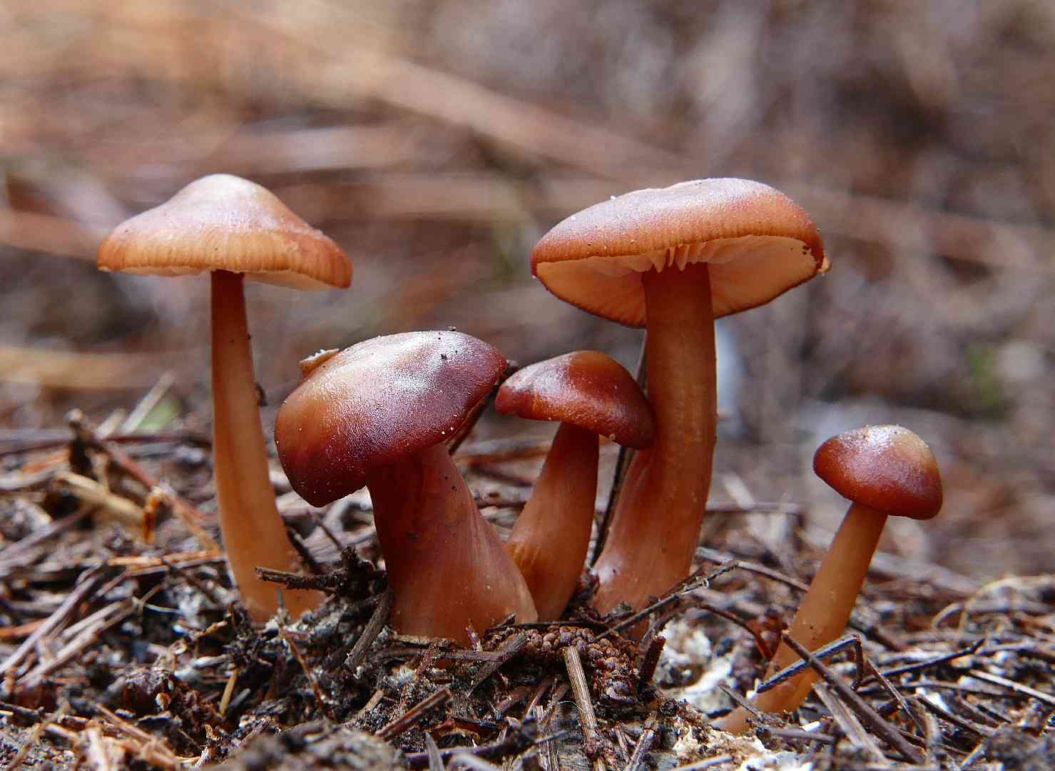 Fool's webcap (Cortinarius orellanus) thumbnail 1