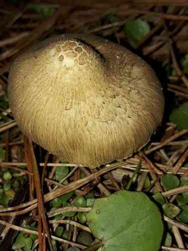 Beige Fibrecap (Inocybe sindonia) thumbnail 3