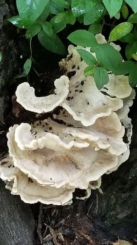Giant polypore thumbnail 3