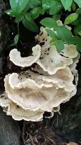 Giant polypore (Meripilus giganteus) thumbnail 3