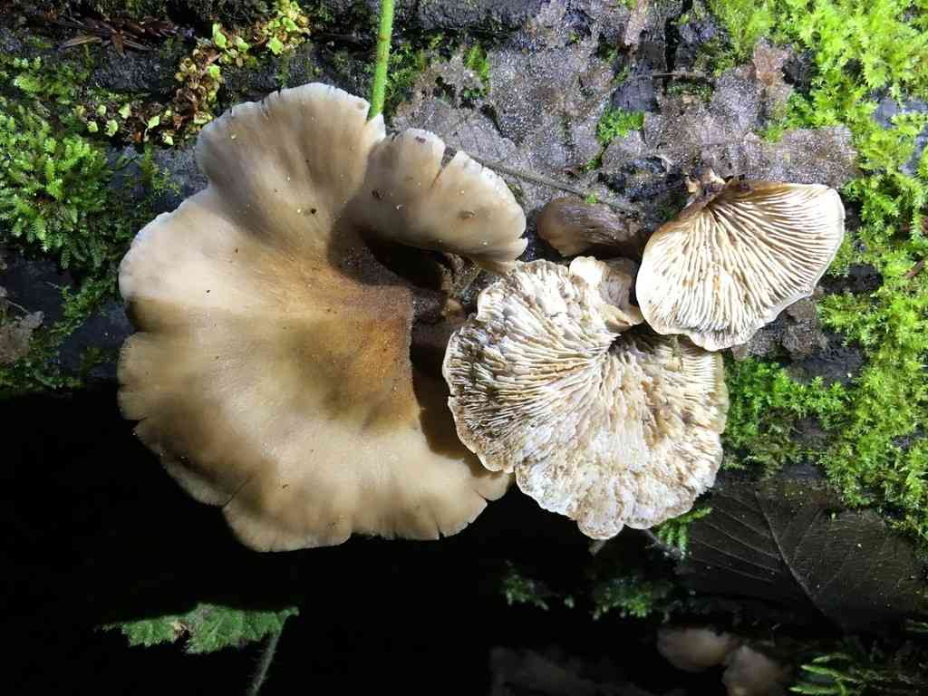 Bear lentinus (Lentinellus ursinus) thumbnail 2