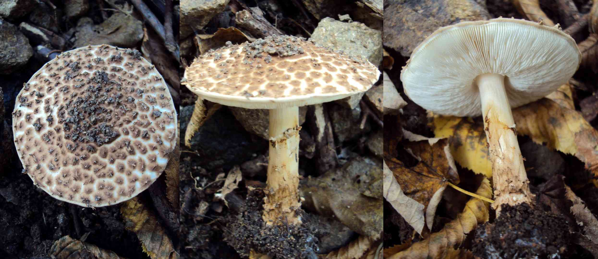 Freckled dapperling (Echinoderma asperum) thumbnail 2
