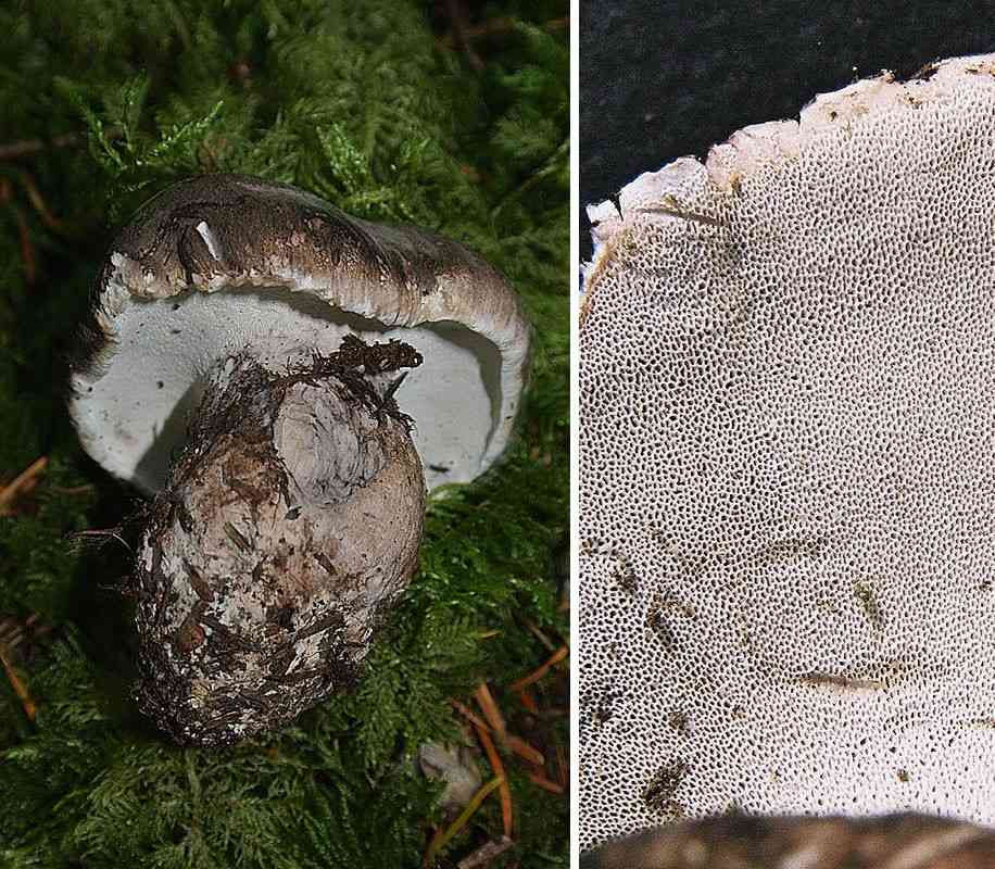 Grey falsebolete (Boletopsis grisea) thumbnail 3