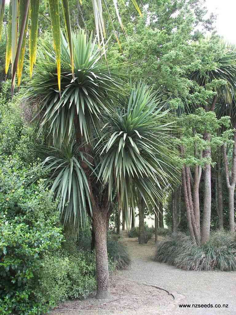 Cabbage tree