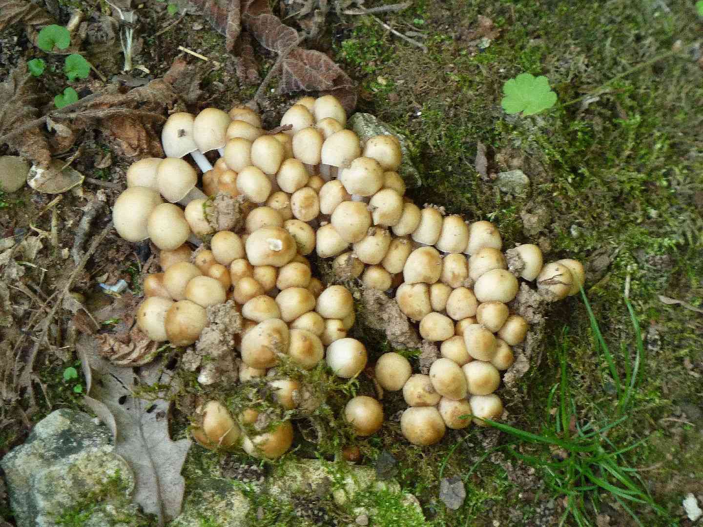 Clustered brittlestem (Psathyrella multipedata) thumbnail 2