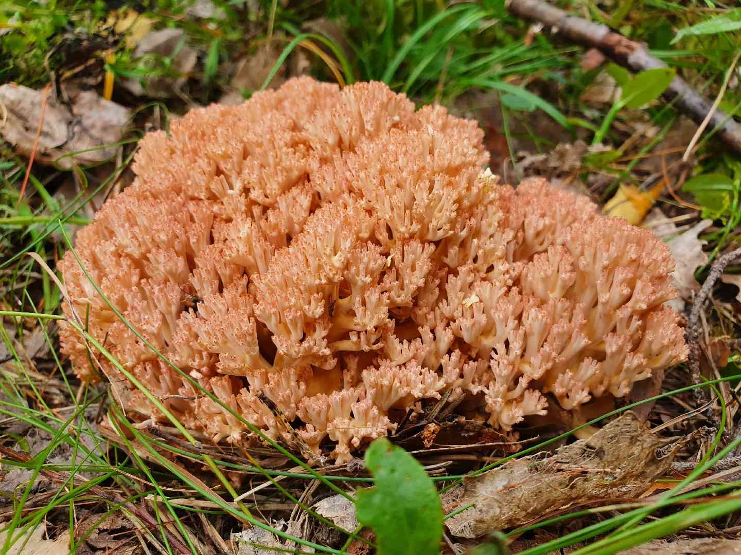 Rosso coral fungus